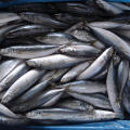 Frozen Medium Size Fish Horse Mackerel